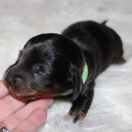 Dapple Male - Dapple male Dachshund puppy in Lily, Kentucky from Little Acres Miniature Dachshunds