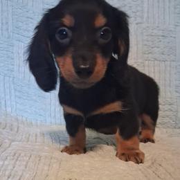 Moose - Black and tan male Dachshund puppy in Statesville, North Carolina from Dannie's Doxies