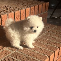 Boy 1 - Pomeranian puppy from WhitePomeraniansForYou.com