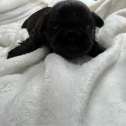 Girl 2 - Black female Shih Tzu puppy in Milford, Delaware from Spunky Shih-Tzus Delaware (Spunky Shih-Tzus)