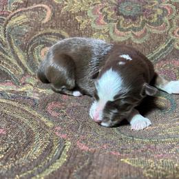 Girl 3 - Red tri female Miniature Australian Shepherd puppy in Hokes Bluff, Alabama from Alegria Toy Aussies