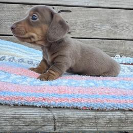 Dachshund Puppies from 4E Dachshunds