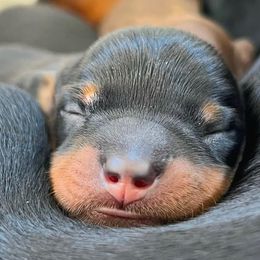 Abby - Black and tan female Dachshund puppy in Desloge, Missouri from Snows Doxies