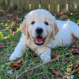 Golden Retrievers from CentralFLGoldens