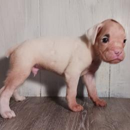 Boy 2 - White male Boxer puppy in Canterbury, Connecticut from Franklin’s Boxers