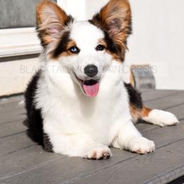 American Corgi and Pembroke Welsh Corgi Puppies from Blacktail Mountain Corgis