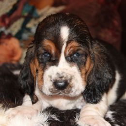 Hershey kiss - Black brown and white female Basset Hound puppy in Missouri from Clevenger Farms