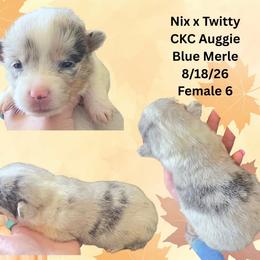 Female 6 - Blue merle and white female American Corgi puppy in Campbellsburg, Indiana from Kates Corgis