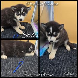 Stiles - Black and white male Siberian Husky puppy in Bloomfield, Indiana from Paiges lil huskies