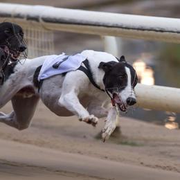 Oliver - Greyhound
