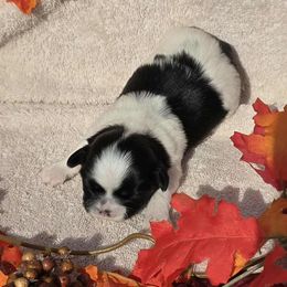 Black Spotted Boy - Black and white male Shih Tzu puppy in Vinita, Oklahoma from Locust Creek Shih Tzu & Havanese