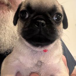 Red collar - Fawn female Pug puppy in Tallapoosa, Georgia from West Georgia Pugs