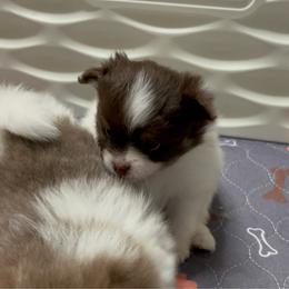 Spicy Girl 2 - Tri-colored female Pomeranian puppy in Maplefalls, Washington from Snow peak poms