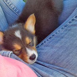 Pembroke Welsh Corgi Puppies from AJ'S Country Corgi's