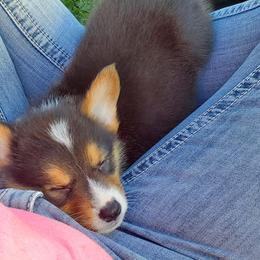 Pembroke Welsh Corgi Puppies from AJ'S Country Corgi's