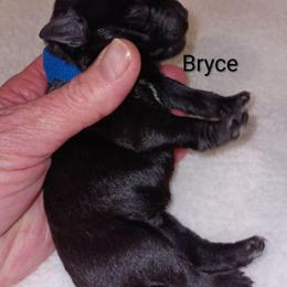 Bryce - Black male Miniature Schnauzer puppy in Midland, Texas from Shebbies Puppy Palace