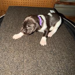 Girl one - Liver and white female German Shorthaired Pointer puppy in Kathleen, Florida from Alex Yates GSP's