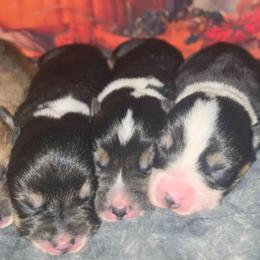 Holly - Black and tan female Pembroke Welsh Corgi puppy in Tomball, Texas from Larsen Loved Corgis