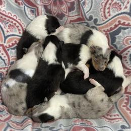 Collie puppies from SUNCREST COLLIES