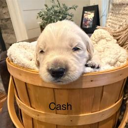 Boy 7 - Light golden male Golden Retriever puppy in Oconto, Wisconsin from Abbie's Golden Retrievers