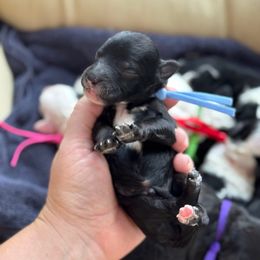 Cornstalk - Black and white male Sheepadoodle puppy in Wharton, Texas from Little Fur Friends