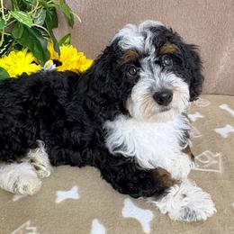 Valentina - female Australian Mountain Doodle puppy in Seymour, Missouri from D and D’s Dandy Doodles