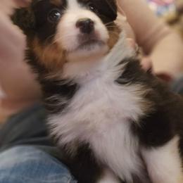 Black tri girl - Black tri female Miniature Australian Shepherd puppy in Hampton, Tennessee from TC Farms Stock Dogs - Miniature Australian Shepherds