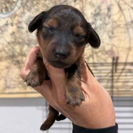 Cruz-3800 - Red female Dachshund puppy in Winter Haven, Florida from Dreamwork Dachshunds
