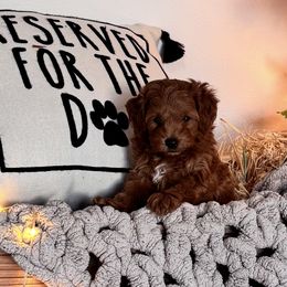 Goldendoodles from With Love Golden Doodles