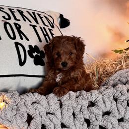Goldendoodles from With Love Golden Doodles