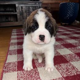 Green Collar - Brown and white male Saint Bernard puppy in New York from Johnson Farms