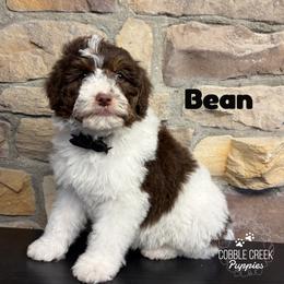 Bean - Brown and white male Bernedoodle puppy in Heyworth, Illinois from Cobble Creek Puppies
