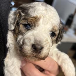 Patches - Blue merle female Aussiedoodle puppy in Box Elder, South Dakota from LuckyDoodles
