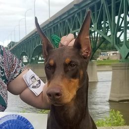 Mara - Doberman Pinscher