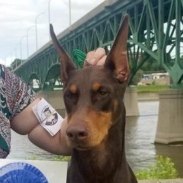 Mara - Doberman Pinscher