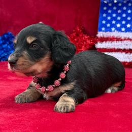 Arya - Black and tan female Dachshund puppy in Lincoln, Arkansas from Red Dirt Dachshunds