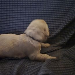 Goldendoodle Puppies from Spirited Doodles