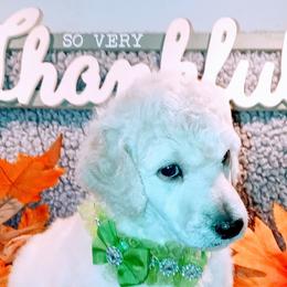 Poodles from Crystal Bay Standard Poodles