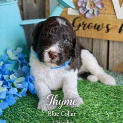Thyme-nlue collar - Brown and white male Saint Berdoodle puppy in Paw Paw, Michigan from ProAct Canines