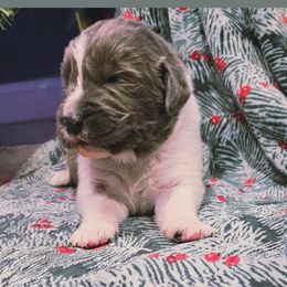 Lou Lou - White and gray female Newfoundland puppy in Ohio from Vermillion Newfoundlands