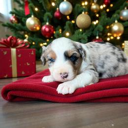 Riley Hikez - Blue merle male Australian Shepherd puppy in Statesville, North Carolina from Charming Australian Shepherds