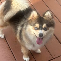 Ruby - Pomsky
