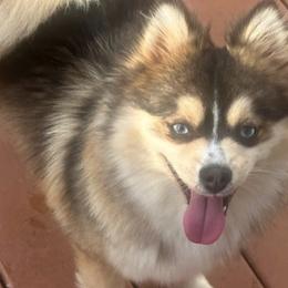 Ruby - Pomsky