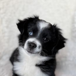 Miniature Australian Shepherd Puppies from Indiana Toy & Mini Aussies