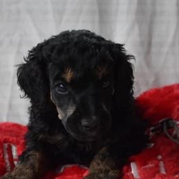 Ella  - Poodle