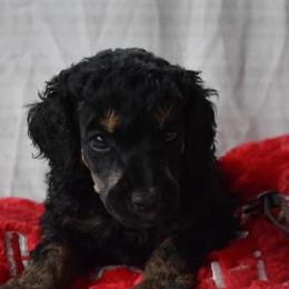 Ella  - Poodle