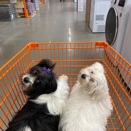 Shih Tzu All Grown Up from Anthony's Babies Shih Tzu's