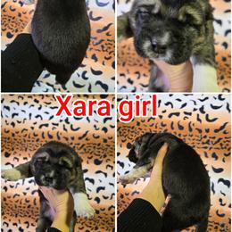 XARA - Black female Central Asian Shepherd Dog puppy in Michigan from Guardian Dog