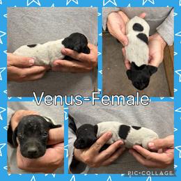 Venus - Black roan female German Shorthaired Pointer puppy in Pierz, Minnesota from RFP Pointers German Shorthaired Pointers