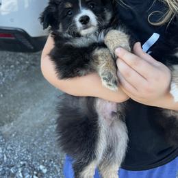 Boy 1 - Black tri male Toy Australian Shepherd puppy in Mineral Wells, Texas from BMNM2 Toy Aussies